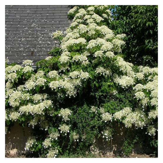 Hortensia grimpant à fleurs Blanche - feuillage Caduc - Godet - 5/10 cm- hauteur à maturité De 3,00 m à 5,00 m - Image 6