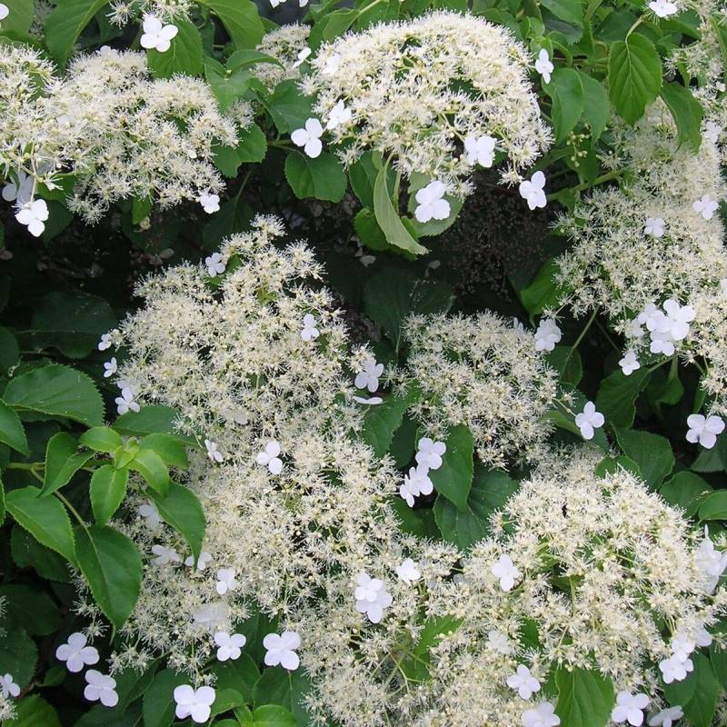 Hortensia grimpant à fleurs Blanche - feuillage Caduc - Godet - 5/10 cm-  hauteur à maturité De 3,00 m à 5,00 m - Image 1