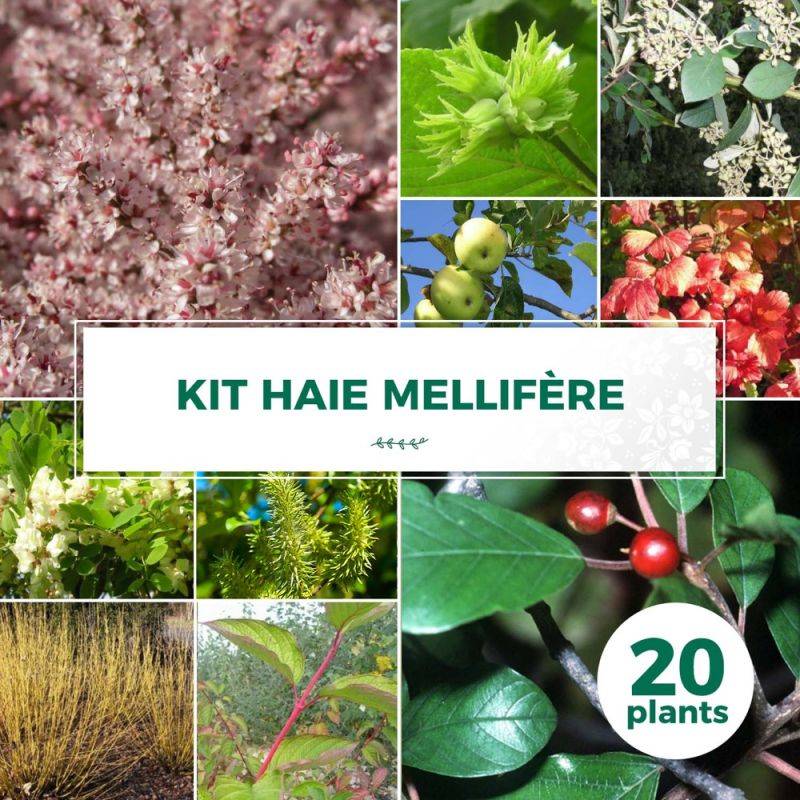 Haie Mellifère - 20 arbustes -  - Pépinières Naudet - Imagen 1
