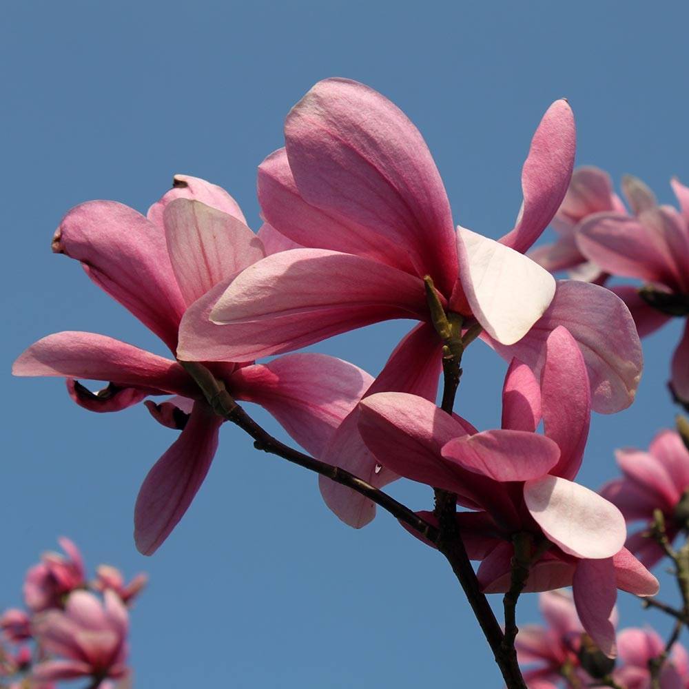 Magnolia Galaxy Pot de 4L/5L - Image 1