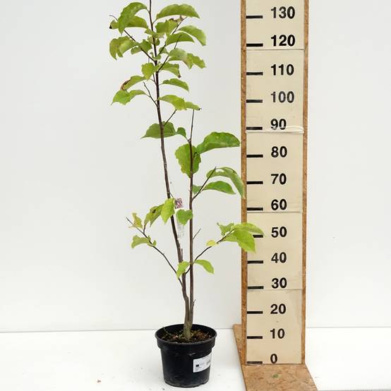 Magnolia Galaxy Pot de 4L/5L - Image 2
