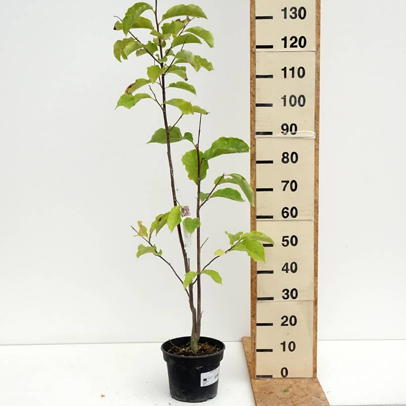 Magnolia Galaxy Pot de 4L/5L - Image 2