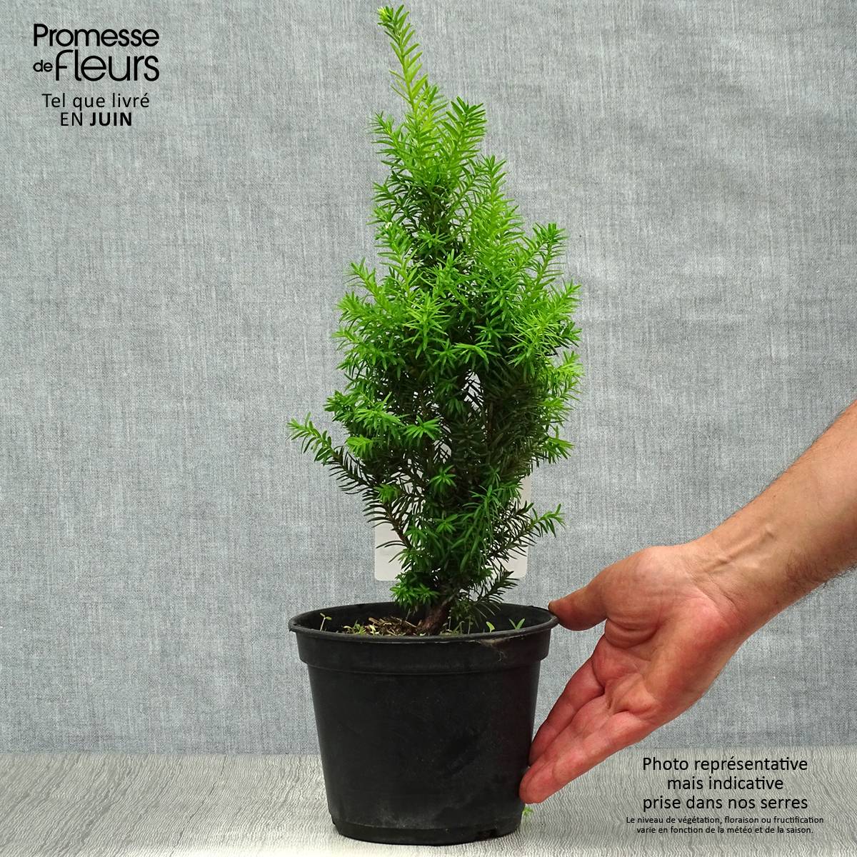 Taxus media Densiformis - If hybride Pot de 2L/3L - Image 2