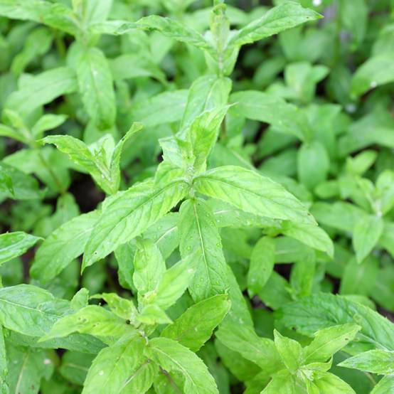 Menthe asiatique - Mentha asiatica asian Pot de 1,5L/2L