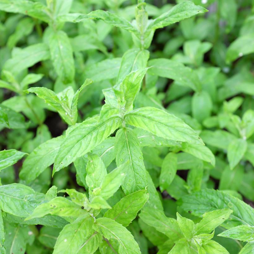 Menthe asiatique - Mentha asiatica asian Pot de 1,5L/2L