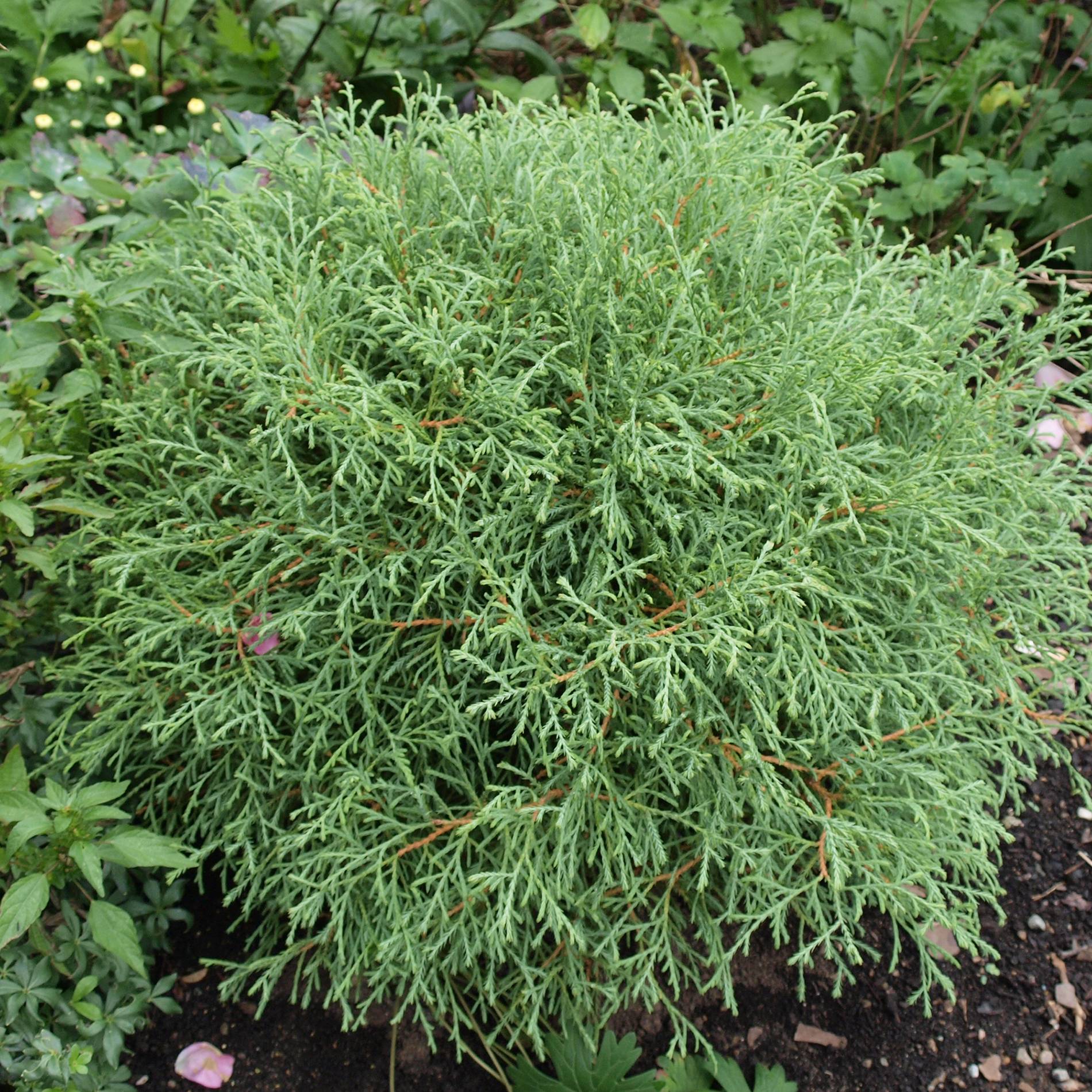 Promesse de Fleurs - Thuya du Canada - Thuja occidentalis Mr Bowling Ball Godet de 8/9 cm