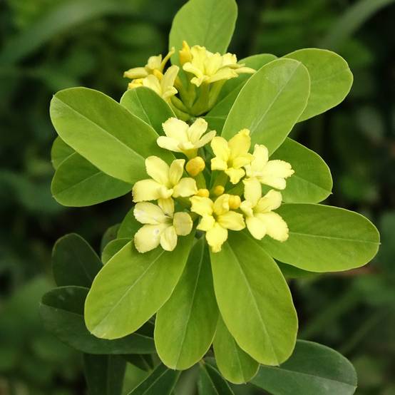 Daphne gemmata Royal Crown Pot de 2L/3L - Image 1