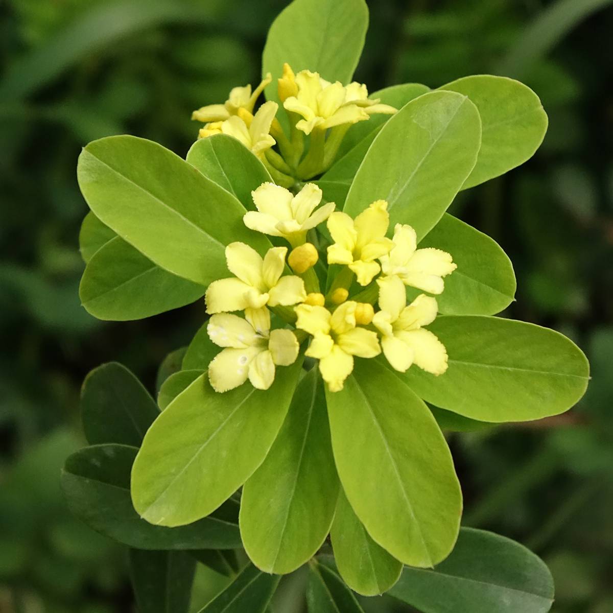 Daphne gemmata Royal Crown Pot de 2L/3L