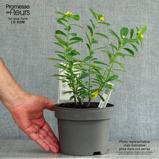 Daphne gemmata Royal Crown Pot de 2L/3L - Image 2