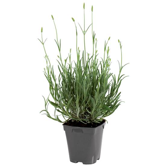 Plant de lavande condimentaire pot de 1litre - Image 1