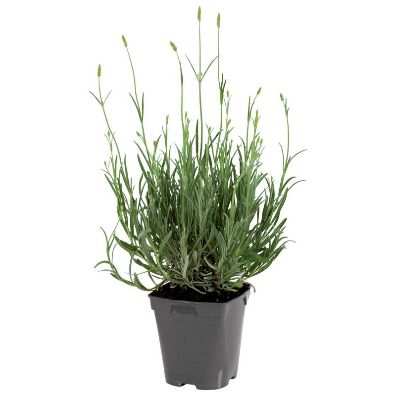 Plant de lavande condimentaire  pot de 1litre - Image 1