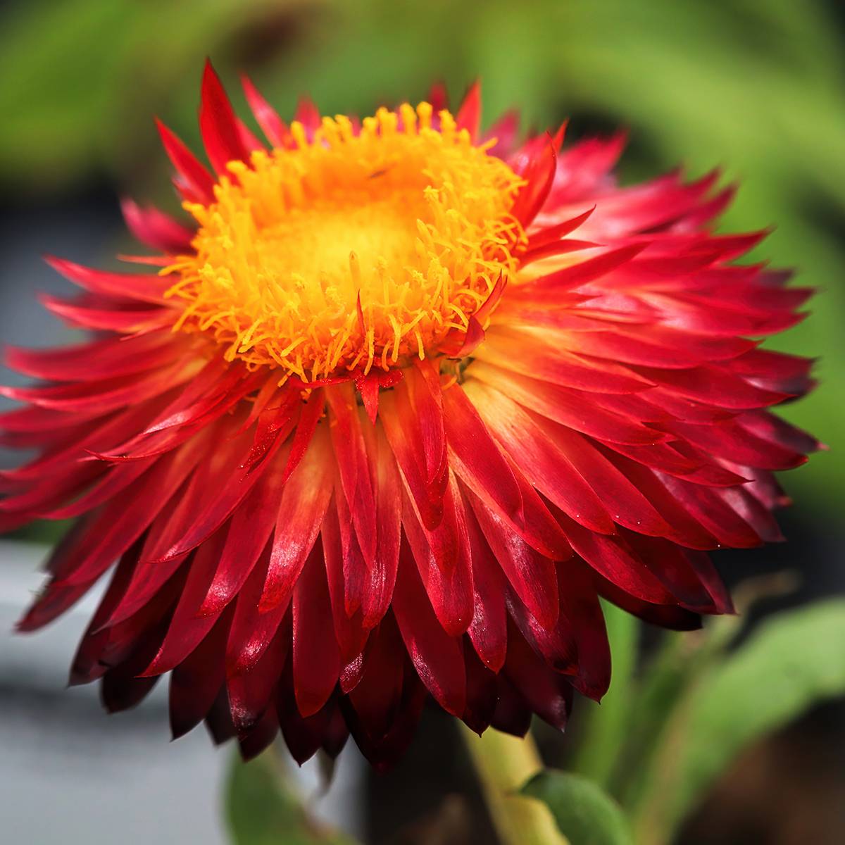 Xerochrysum Granvia Red Flame Mini-motte Ø 3/4 cm (par 3)