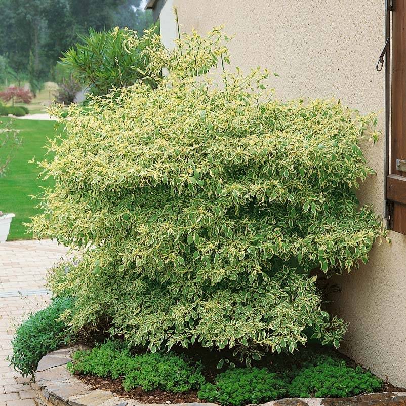 Cornus alternifolia Argentea - Cornouiller panaché à feuilles alternes Pot de 12L/15L - Image 1