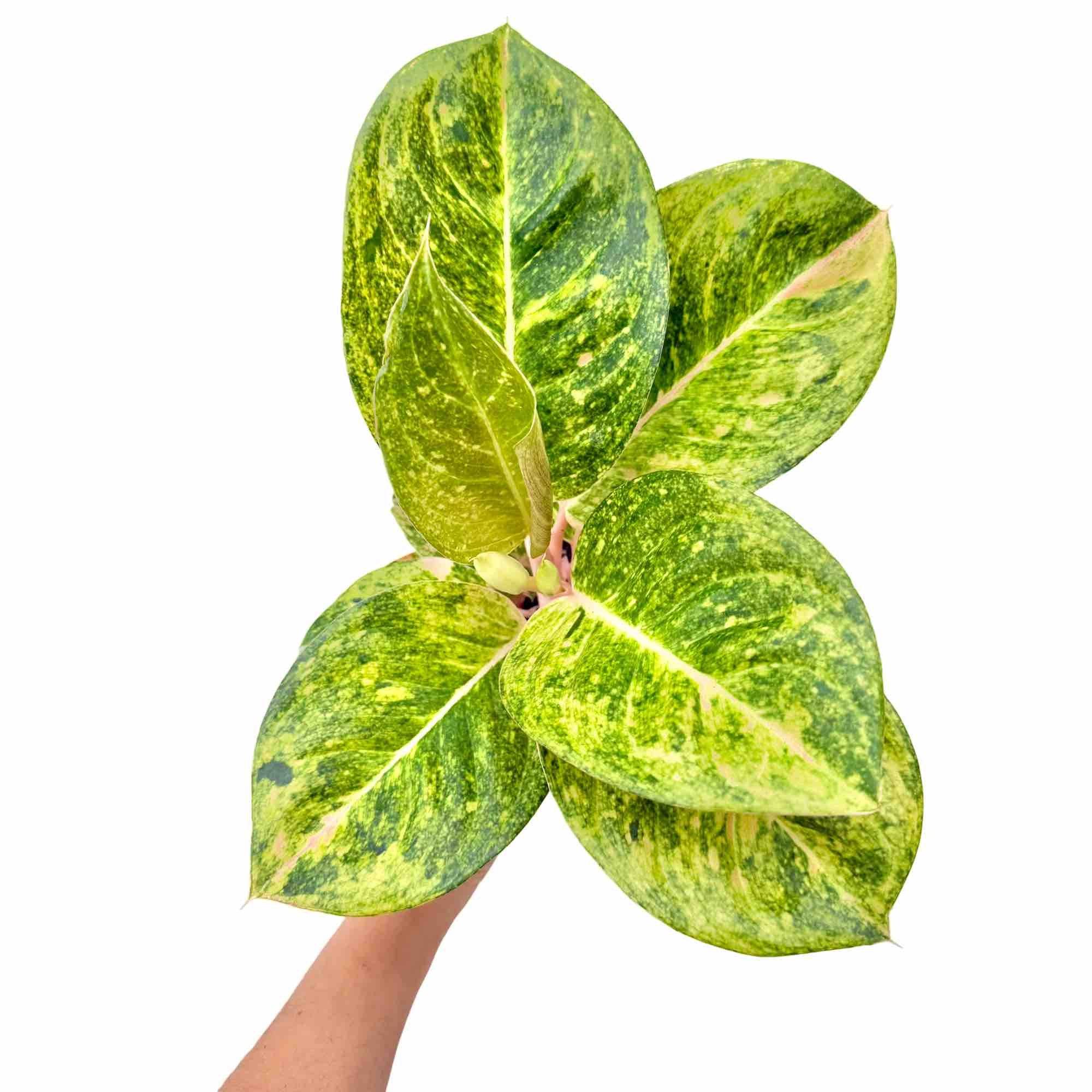 Aglaonema Apple Green - Pot de 12cm - Plantes d'intérieur