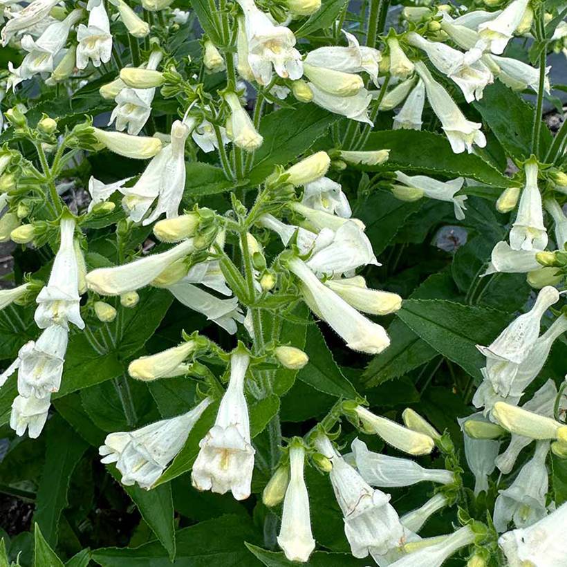 Promesse de Fleurs - Penstemon Nova Pearl - Galane Godet de 8/9 cm