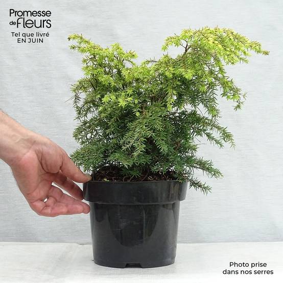 Tsuga canadensis Jeddeloh - Pruche du Canada Pot de 2L/3L - Image 2