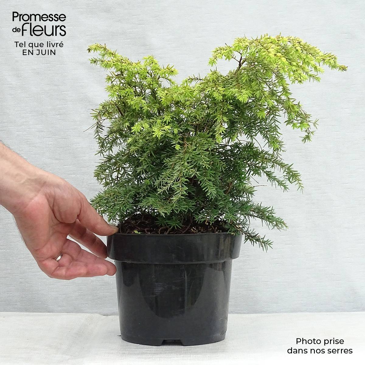 Tsuga canadensis Jeddeloh - Pruche du Canada Pot de 2L/3L - Imagen 2