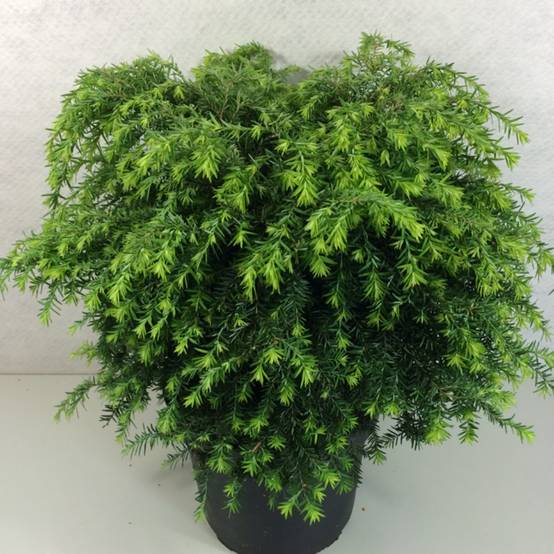 Tsuga canadensis Jeddeloh - Pruche du Canada Pot de 2L/3L - Image 1