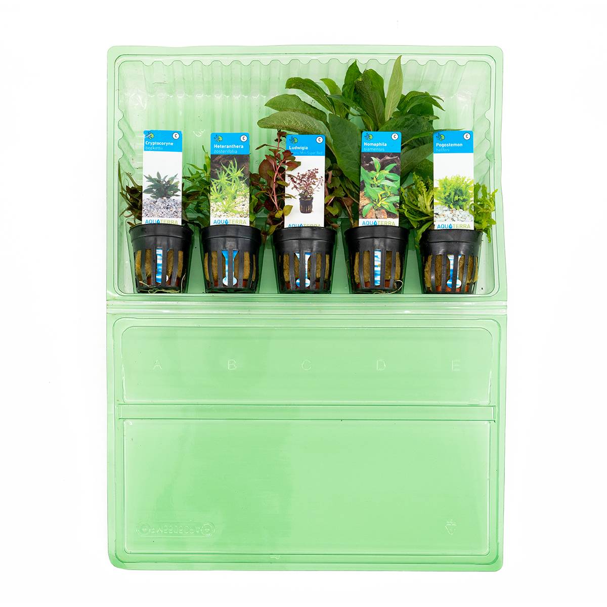 Set de 5 - Plantes d'aquarium véritables - Plantes aquatiques - Purifiantes - Oxygène - H. 15-20 cm - Image 2