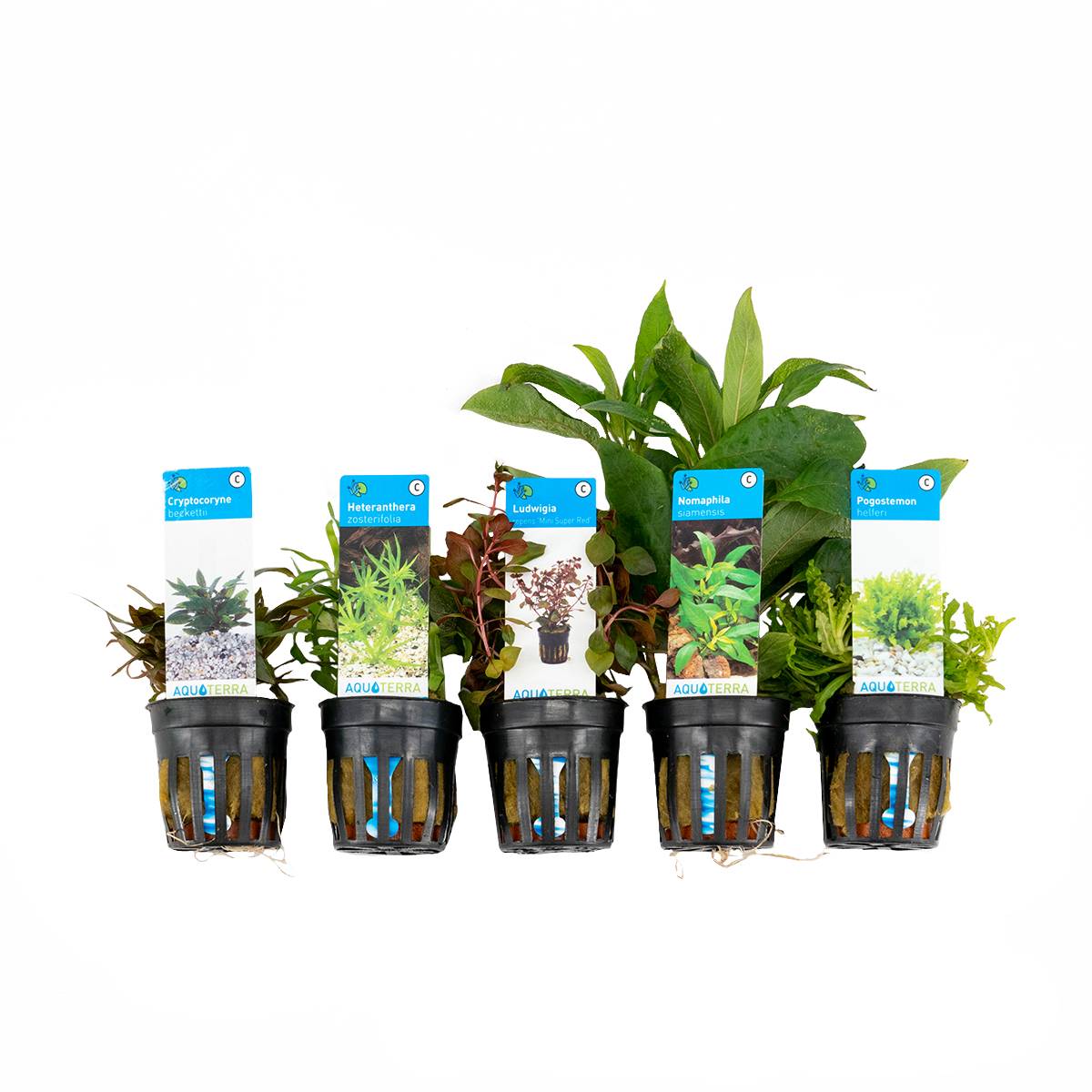 Set de 5 - Plantes d'aquarium véritables - Plantes aquatiques - Purifiantes - Oxygène - H. 15-20 cm - Image 1