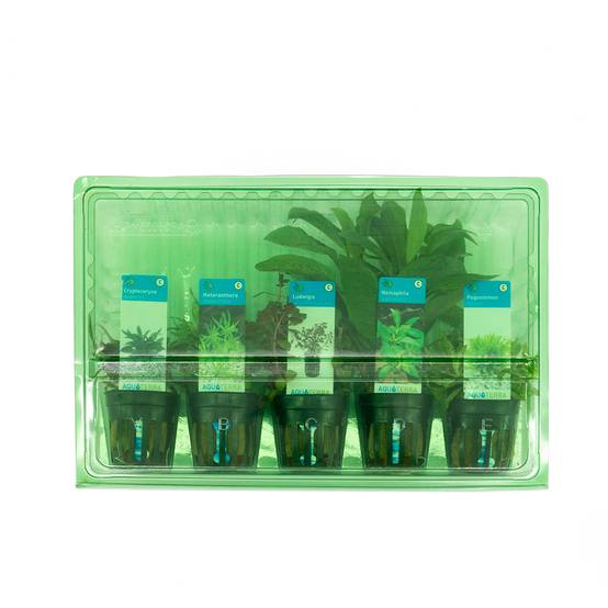 Set de 5 - Plantes d'aquarium véritables - Plantes aquatiques - Purifiantes - Oxygène - H. 15-20 cm - Image 3