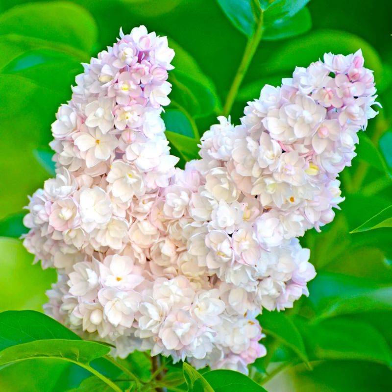 Lilas Commun 'Beauty Of Moscow' (Syringa Vulgaris) - Godet - Taille 13/25cm - Pépinières Naudet