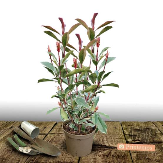 Photinia Pink Marble® 'Casini' à fleurs Blanche - feuillage Persistant - Pot de 7,5L - 60/80 cm- hauteur à maturité De 2,50 m à 3,00 m - Image 5