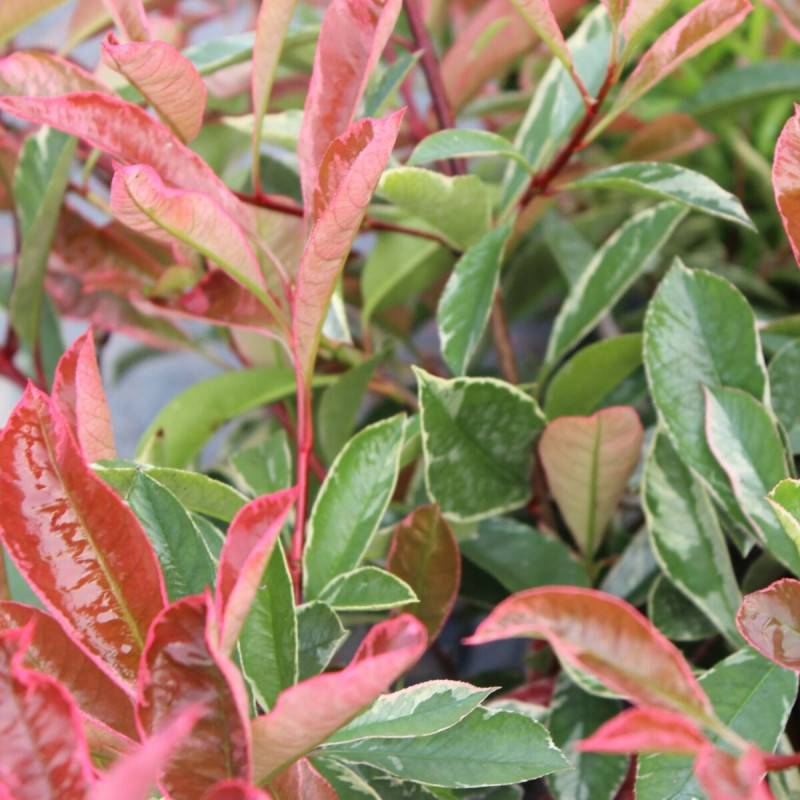 Photinia Pink Marble® 'Casini' à fleurs Blanche - feuillage Persistant - Pot de 7,5L - 60/80 cm-  hauteur à maturité De 2,50 m à 3,00 m - Image 1