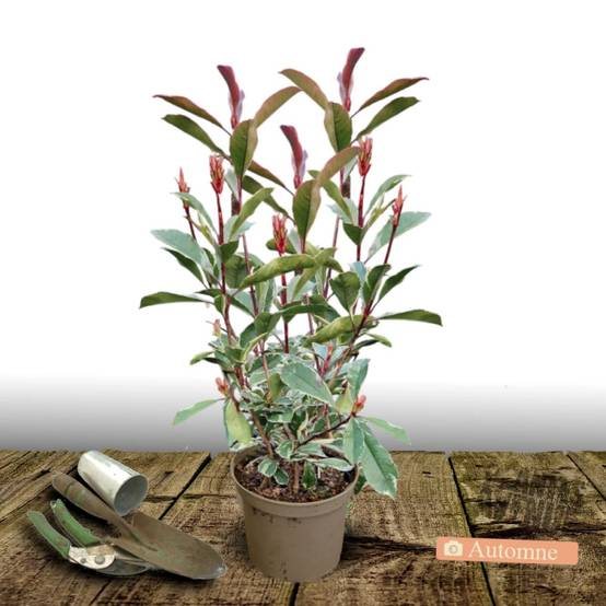 Photinia Pink Marble® 'Casini' à fleurs Blanche - feuillage Persistant - Pot de 7,5L - 60/80 cm- hauteur à maturité De 2,50 m à 3,00 m - Image 2