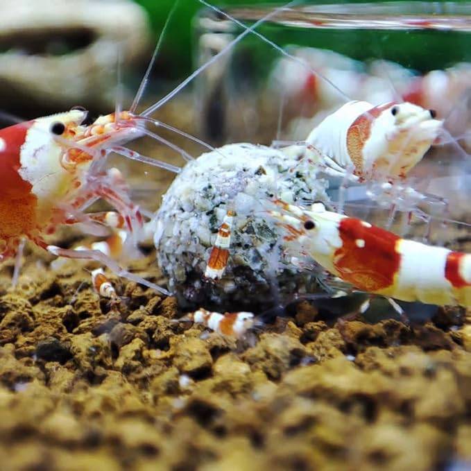 GIOIABALLS - Protéine (Artemia, Larves de moustiques) / Nourriture pour crevettes d'aquarium/Fabriqué en France/Artisanal - Imagen 2