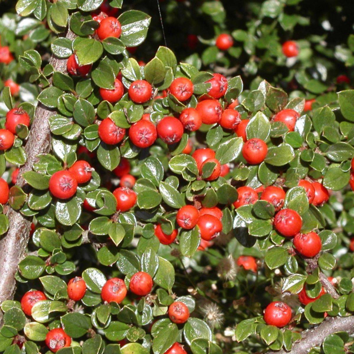 Cotoneaster Major à fleurs Blanche - feuillage Semi-Persistant - Pot de 3L - 20/40 cm-  hauteur à maturité De 0,15 m à 0,50 mm
