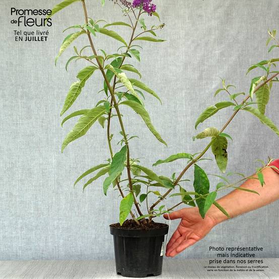 Buddleia Royal Red - Arbre aux papillons rouge Pot de 2L/3L - Image 2