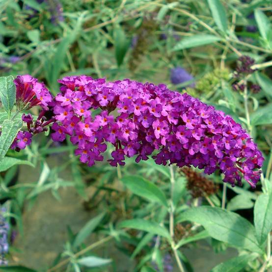 Buddleia Royal Red - Arbre aux papillons rouge Pot de 2L/3L - Image 1
