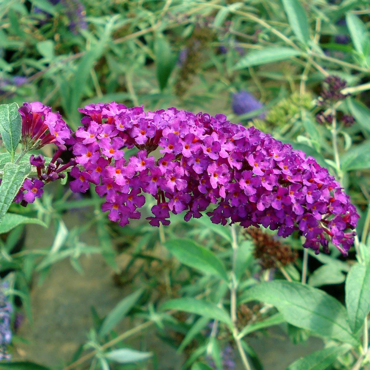 Promesse de Fleurs - Buddleia Royal Red - Arbre aux papillons rouge Pot de 2L/3L