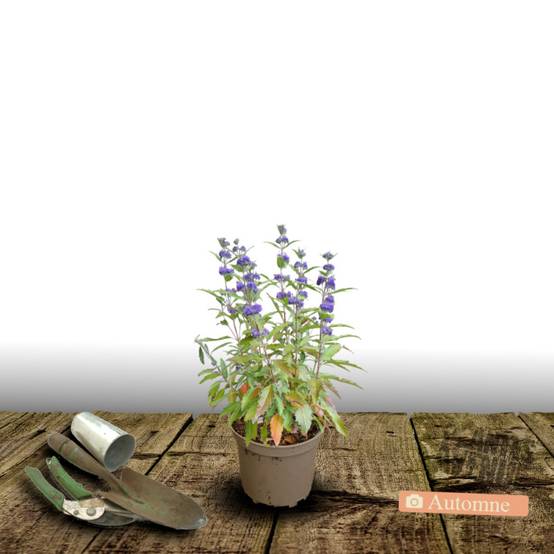 Caryopteris Kew blue, Spirée bleue, Barbe bleue à fleurs Violette - feuillage Caduc - Pot de 3L - 20/40 cm- hauteur à maturité De 1,00 m à 1,50 m - Image 2