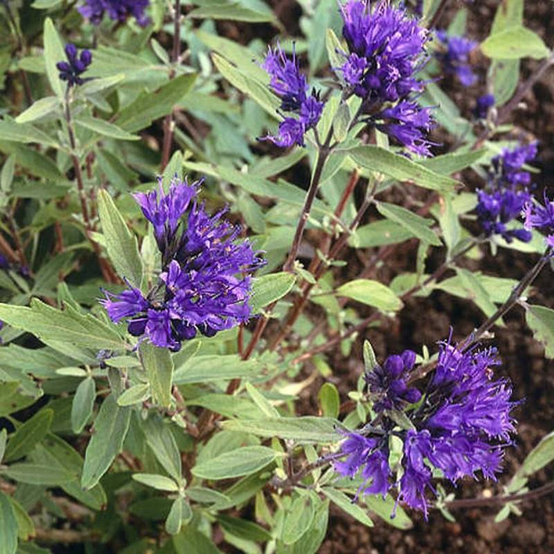 Caryopteris Kew blue, Spirée bleue, Barbe bleue à fleurs Violette - feuillage Caduc - Pot de 3L - 20/40 cm-  hauteur à maturité De 1,00 m à 1,50 m - Image 1