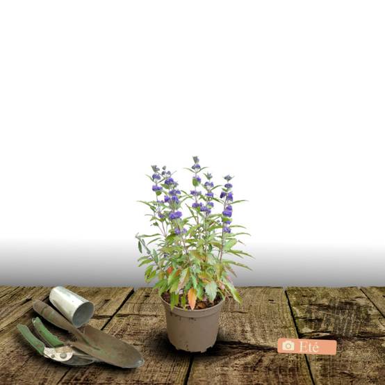 Caryopteris Kew blue, Spirée bleue, Barbe bleue à fleurs Violette - feuillage Caduc - Pot de 3L - 20/40 cm- hauteur à maturité De 1,00 m à 1,50 m - Image 3