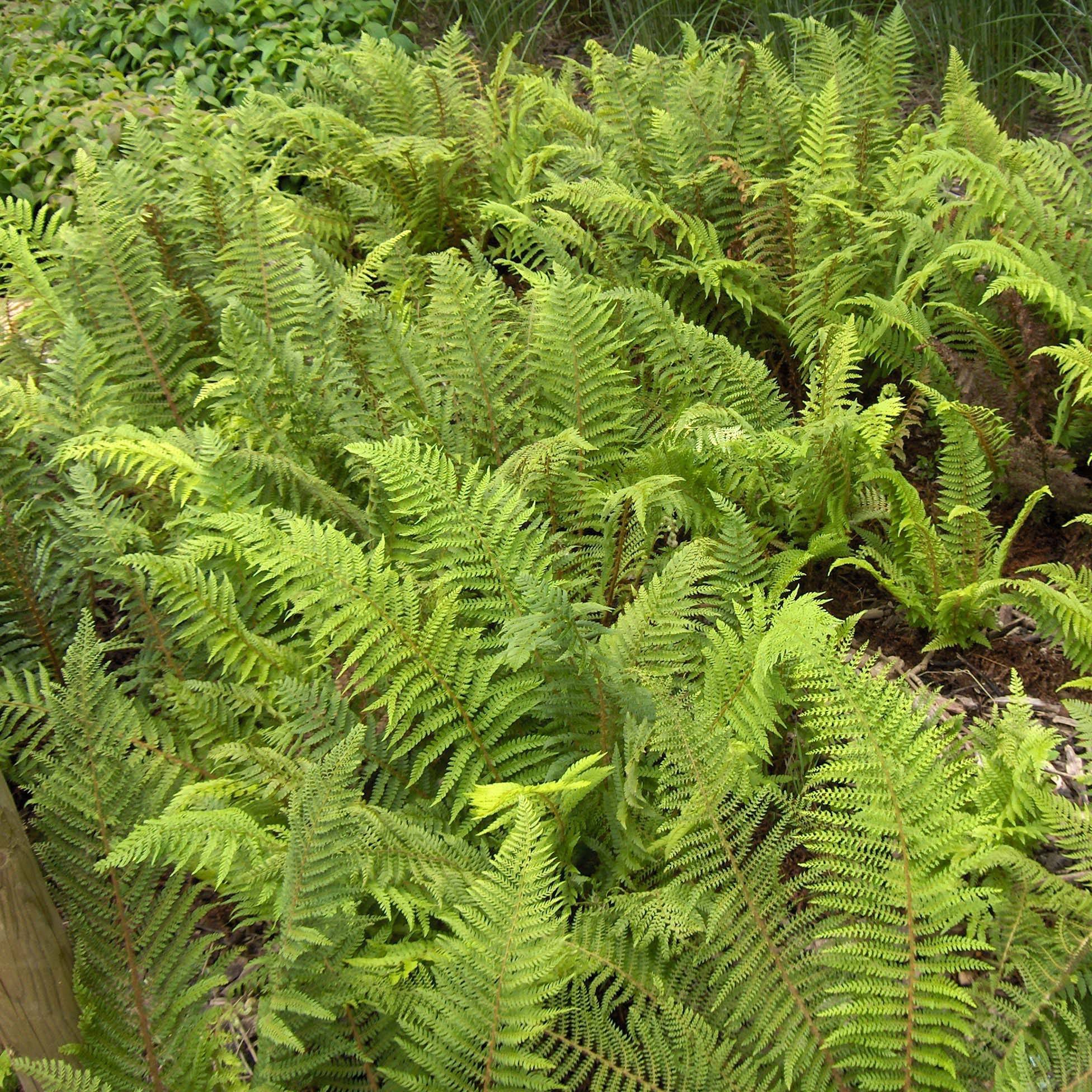 Polystichum setiferum - Fougère Pot de 2L/3L