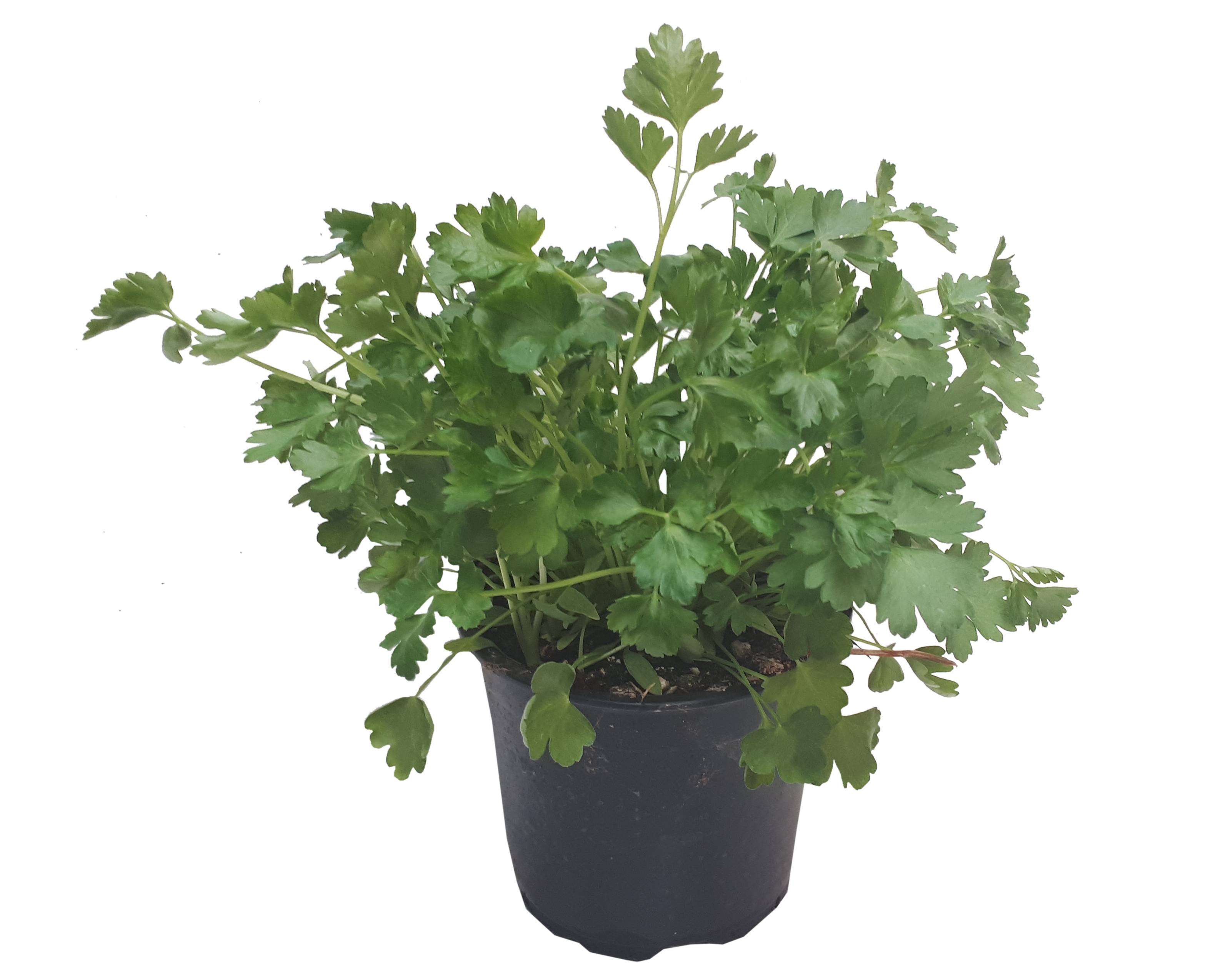 Horti-Flandre - Persil plat pot 14 cm