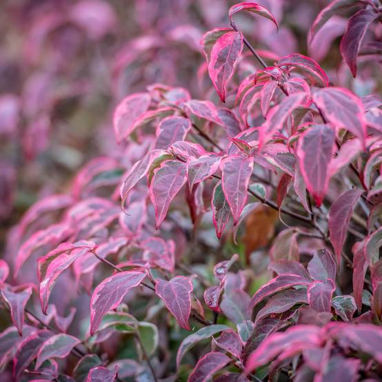 Cornus kousa Shira-yuki - Cornouiller du Japon Pot de 4L/5L