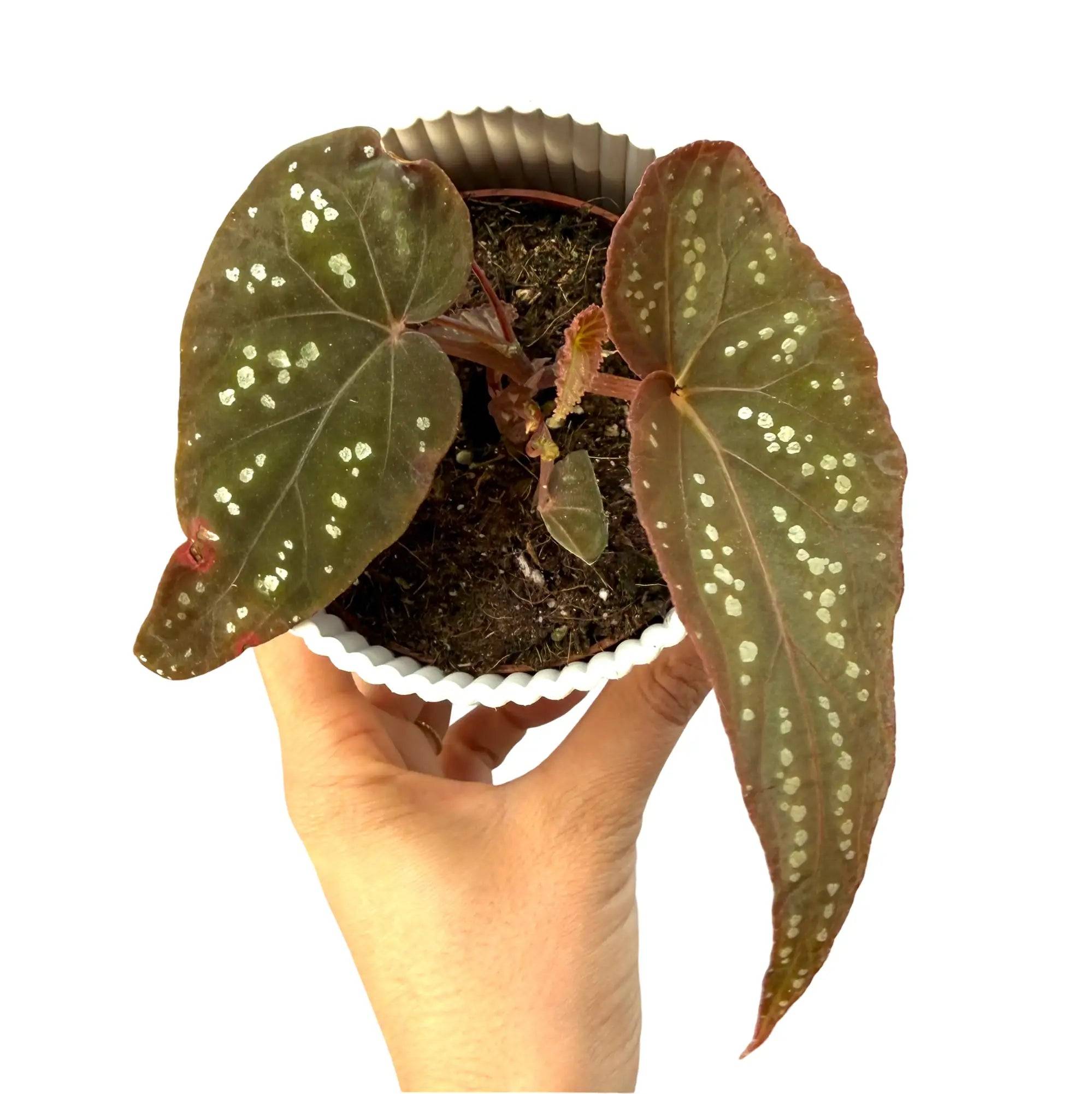 Begonia 'Pandora' - Pot de 8cm - Plantes d'intérieur