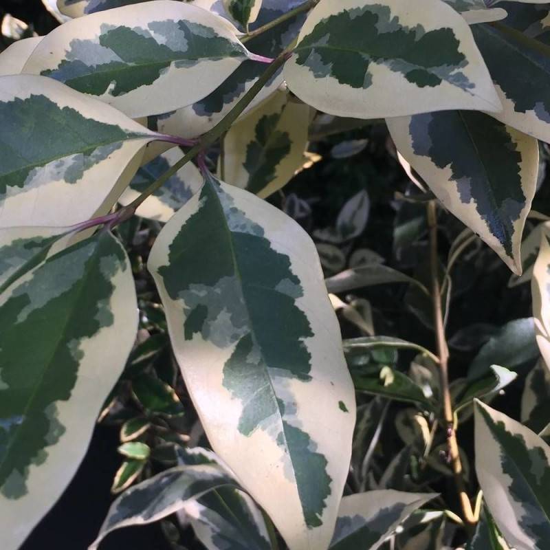 Troène de Californie Argenté, Ligustrum à fleurs Blanche - feuillage Caduc - Godet - 5/20 cm-  hauteur à maturité De 1,50 m à 2,00 m - Imagen 1