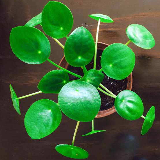 Gardenersdream - Pilea Peperomioides Plante D'Intérieur Plante À Monnaie Chinoise À Feuillage Persistant De 20 À 30Cm (Pot Inclus) - GardenersDream - Image 1