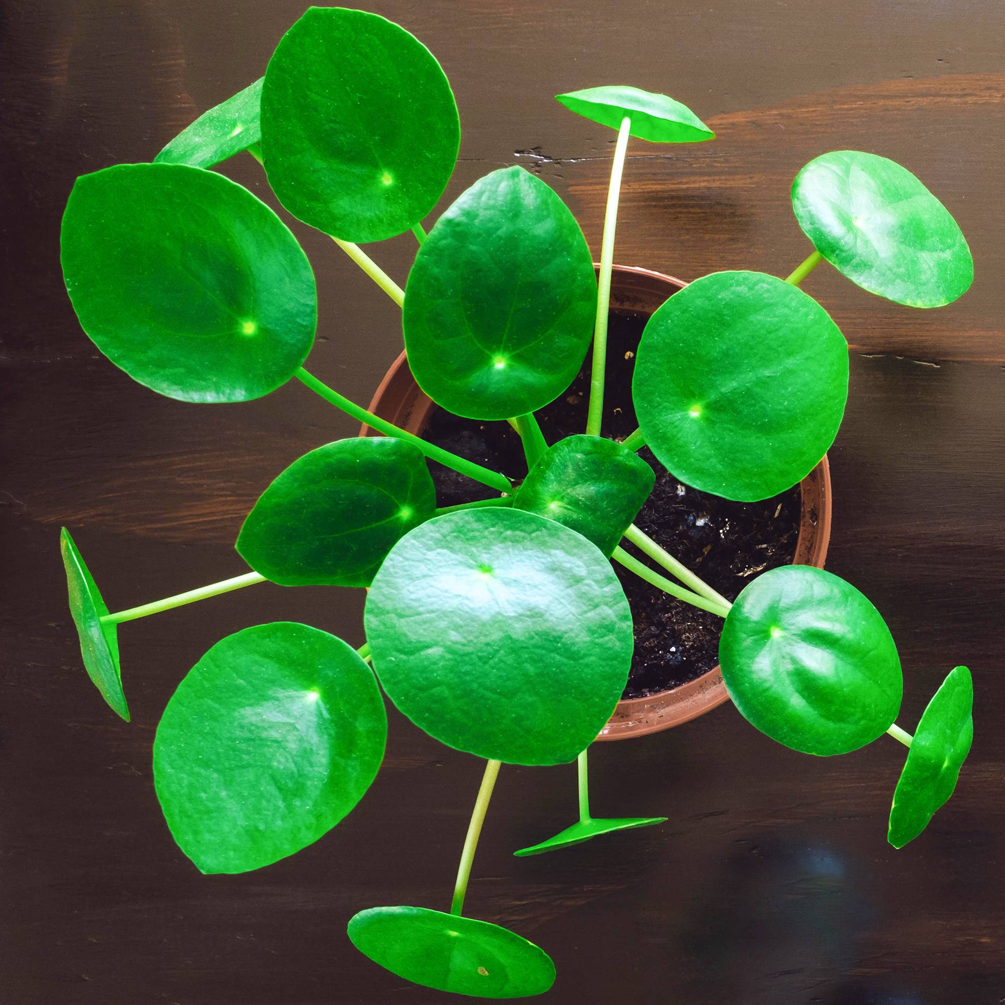 Gardenersdream - Pilea Peperomioides Plante D'Intérieur Plante À Monnaie Chinoise À Feuillage Persistant De 20 À 30Cm (Pot Inclus) - GardenersDream - Imagen 1