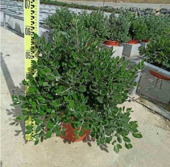 0 - Metrosideros excelsa (Arbre de Noël)  Pot de 7 litres - 80/100 cm
