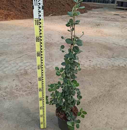0 - Metrosideros excelsa (Arbre de Noël)  Pot de 7 litres - 80/100 cm - Image 2