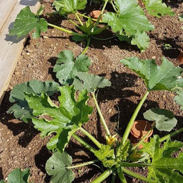 Ferme Du Moutta - Ollas / Oyas Céramique à enterrer en Argile 1,5 litre - Imagen 4