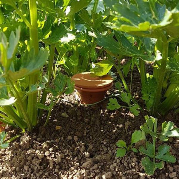 Ferme Du Moutta - Ollas / Oyas Céramique à enterrer en Argile 1,5 litre - Imagen 5