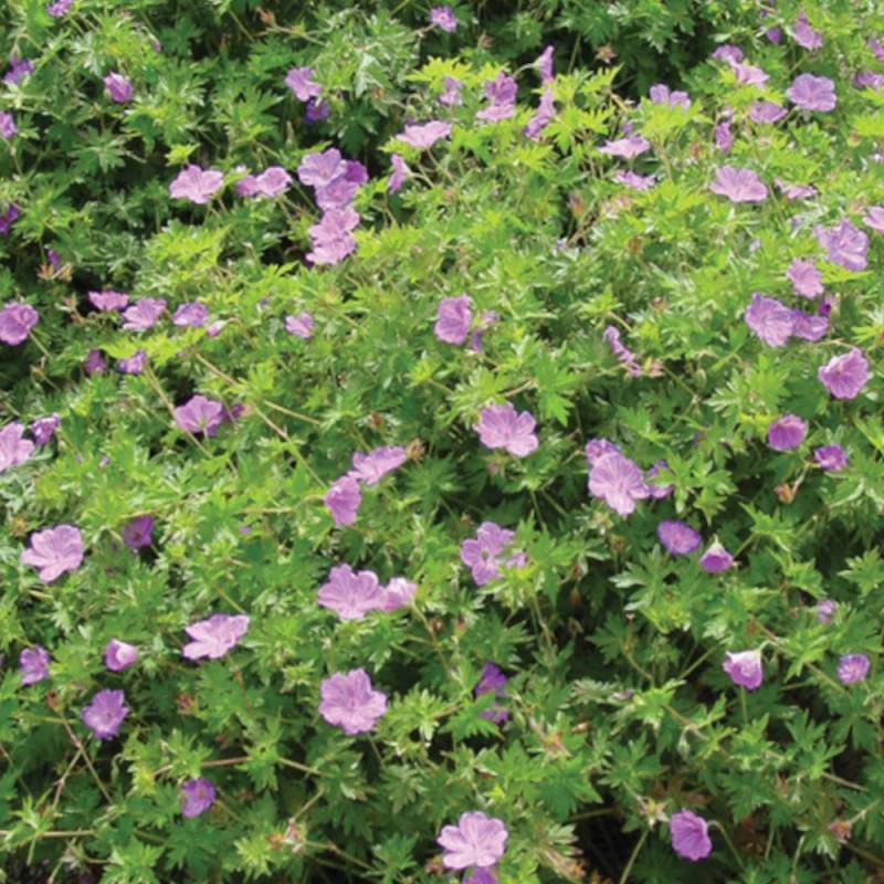 Géranium vivace Blushing Turtle® à fleurs Rose/ - feuillage Persistant - Godet - 5/20 cm - Imagen 1