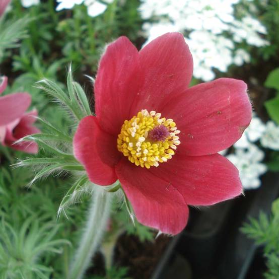 Pulsatilla vulgaris Rubra (Röde Klokke) - Anémone pulsatille Godet de 7/8 cm